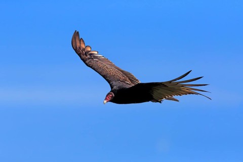 Turkey vulture (Cathartes aura)