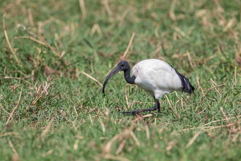 African Sacred Ibis (Threskiornis aethiopicus)