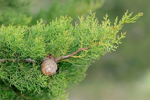 Mediterranean Cypress or Pencil Pine (Cupressus sempervirens)