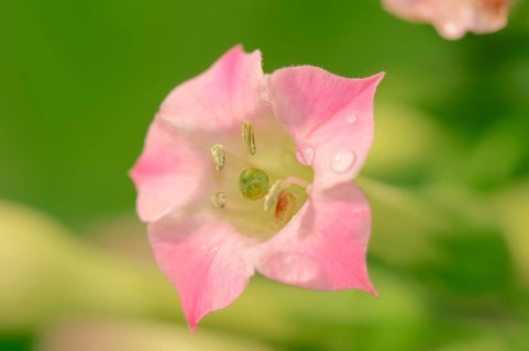 Cultivated Tobacco (Nicotiana tabacum)
