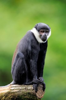 L'Hoest's Monkey (Cercopithecus lhoesti)