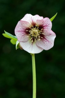 Oriental Hellebore or Lenten Rose (Helleborus orientalis cult.)