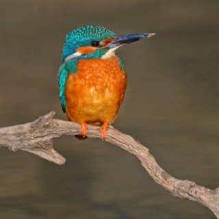 Kingfisher (Alcedo atthis)