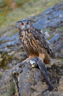Eurasian Eagle-Owl (Bubo bubo)
