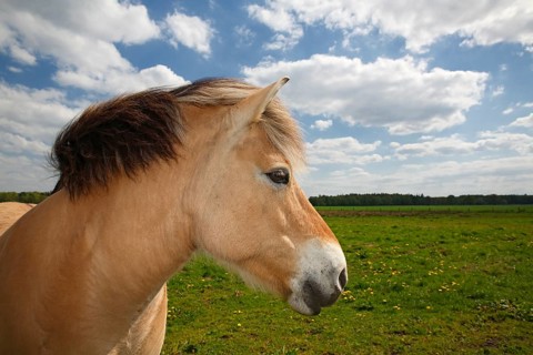 Norwegian Fjord horse