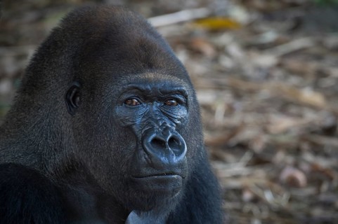 Western Lowland Gorilla (Gorilla gorilla gorilla) in reintroduction enclosure