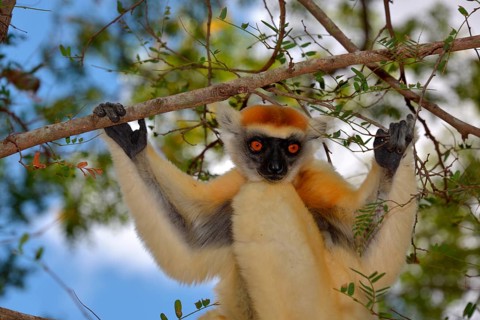 Golden-crowned sifaka(Propithecus tattersalli)