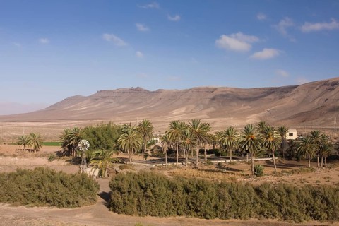 Palm grove with a windmill for pumping water in the mountains near Ajuy