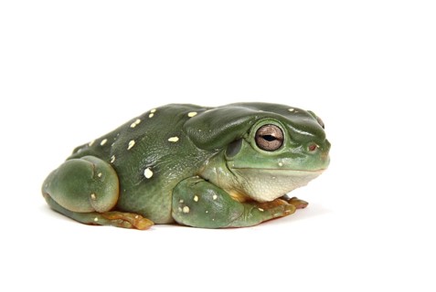 Australian Green Tree Frog (Litoria caerulea)