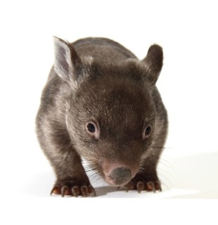 Common Wombat (Vombatus ursinus)