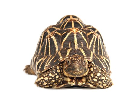 Indian Star Tortoise (Geochelone elegans)