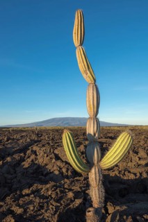 Candelabra Cactus (Jasminocereus thouarsii) in the volcanic landscape of Punta Morena