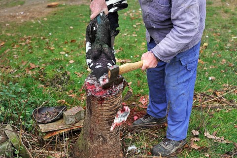 Home slaughtering on a farm