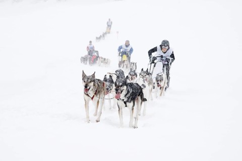 Alpine Trail Sled Dog Race 2013