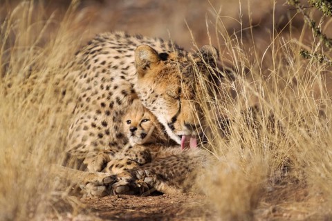 Cheetah (Acinonyx jubatus)