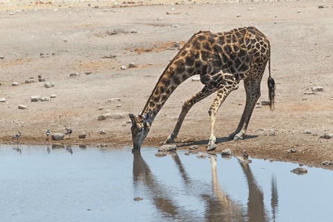 Giraffe (Giraffa camelopardalis)