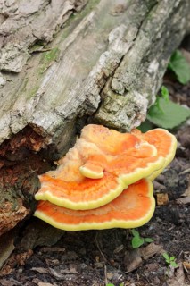 Sulphur Polypore
