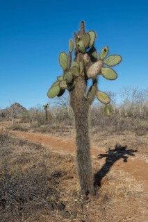Giant Prickly Pear cactus (Opuntia sp.)