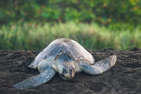 Olive Ridley Sea Turtle (Lepidochelys olivacea) after oviposition