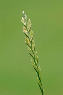 Perennial Ryegrass (Lolium perenne)
