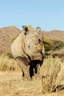 White Rhinoceros (Ceratotherium simum)