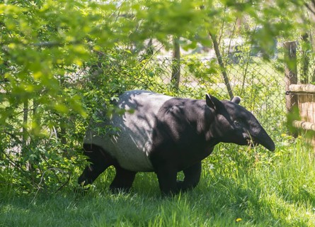 Malayan Tapir (Tapirus indicus)