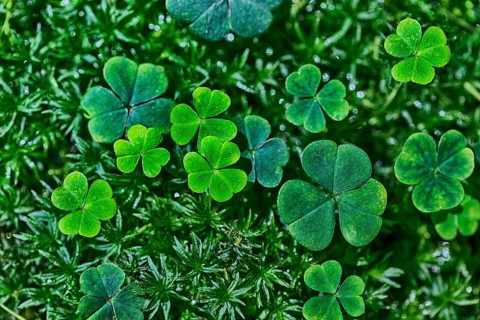 Clover growing on a meadow