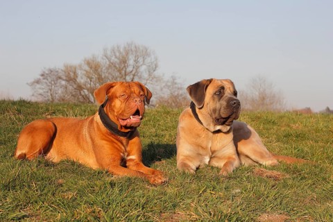Dogue de Bordeaux or Bordeaux Mastiff and a Cane Corso Italiano lying on a meadow