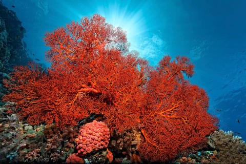 Knotted Fan Coral (Melithaea ochracea)