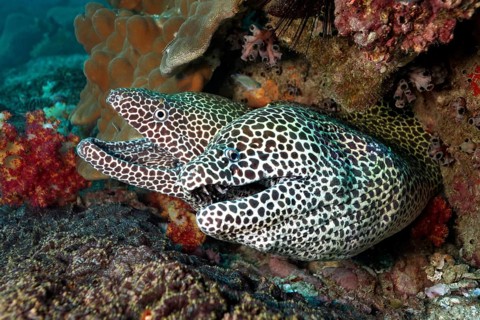 Honeycomb Morays (Gymnothorax favagineus) pair in a hole in the coral reef