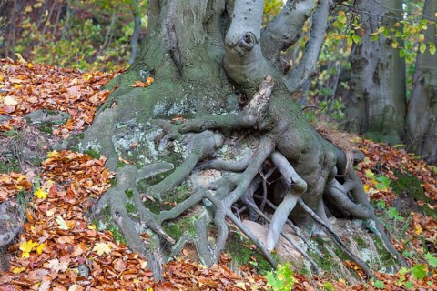 Tree roots of a Beech (Fagus sp.)