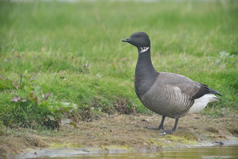 Brant Goose (Branta bernicla)