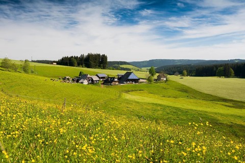 Flower meadow