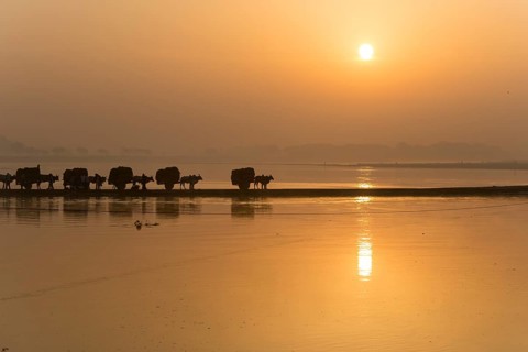 Bullock carts crossing the Yamuna river on a dam at sunrise
