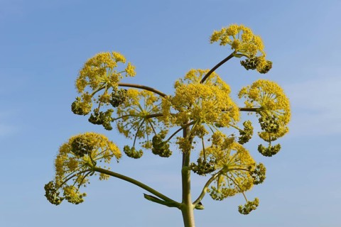 Giant Fennel (Ferula communis)