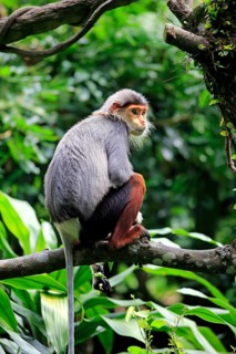 Red-shanked douc (Pygathrix nemaeus)
