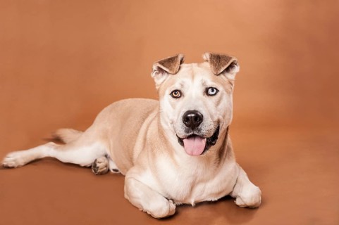 Akita Inu mixed-breed dog