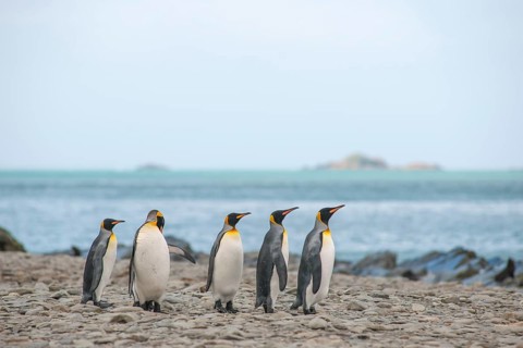 King Penguins (Aptenodytes patagonicus)