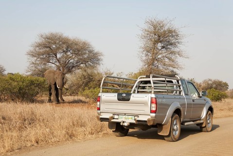 African Elephant (Loxodonta africana)