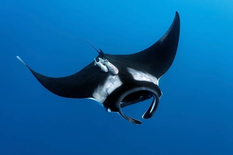 Reef manta ray (Manta alfredi)