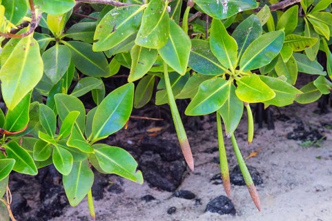 Red Mangrove (Rhizophora mangle)