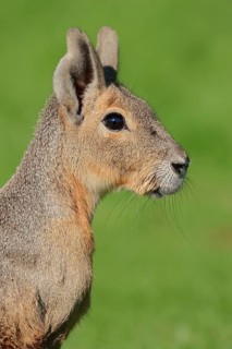 Patagonian Cavy or Patagonian Mara (Dolichotis patagonum)