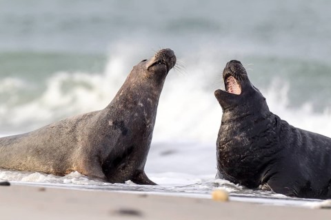 Grey seals (Halichoerus grypus)