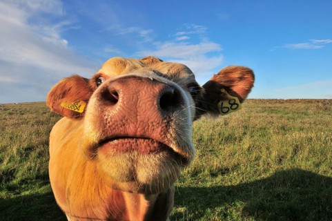 Curious cow near Birsay