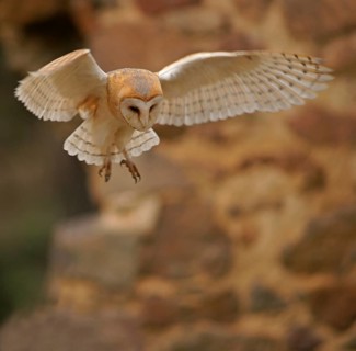 Barn Owl (Tyto alba) in flight