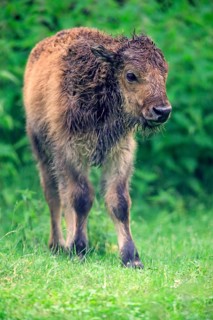American Bison or American Buffalo (Bison bison)