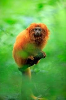 Golden Lion Tamarin (Leontopithecus rosalia)