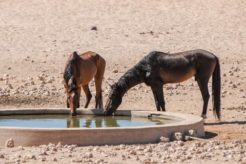 Wild horses at a watering pool in the Namib Desert