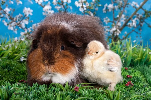 Swiss Teddy guinea pig and Brahma chick