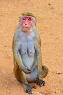 Toque Macaque (Macaca sinica)